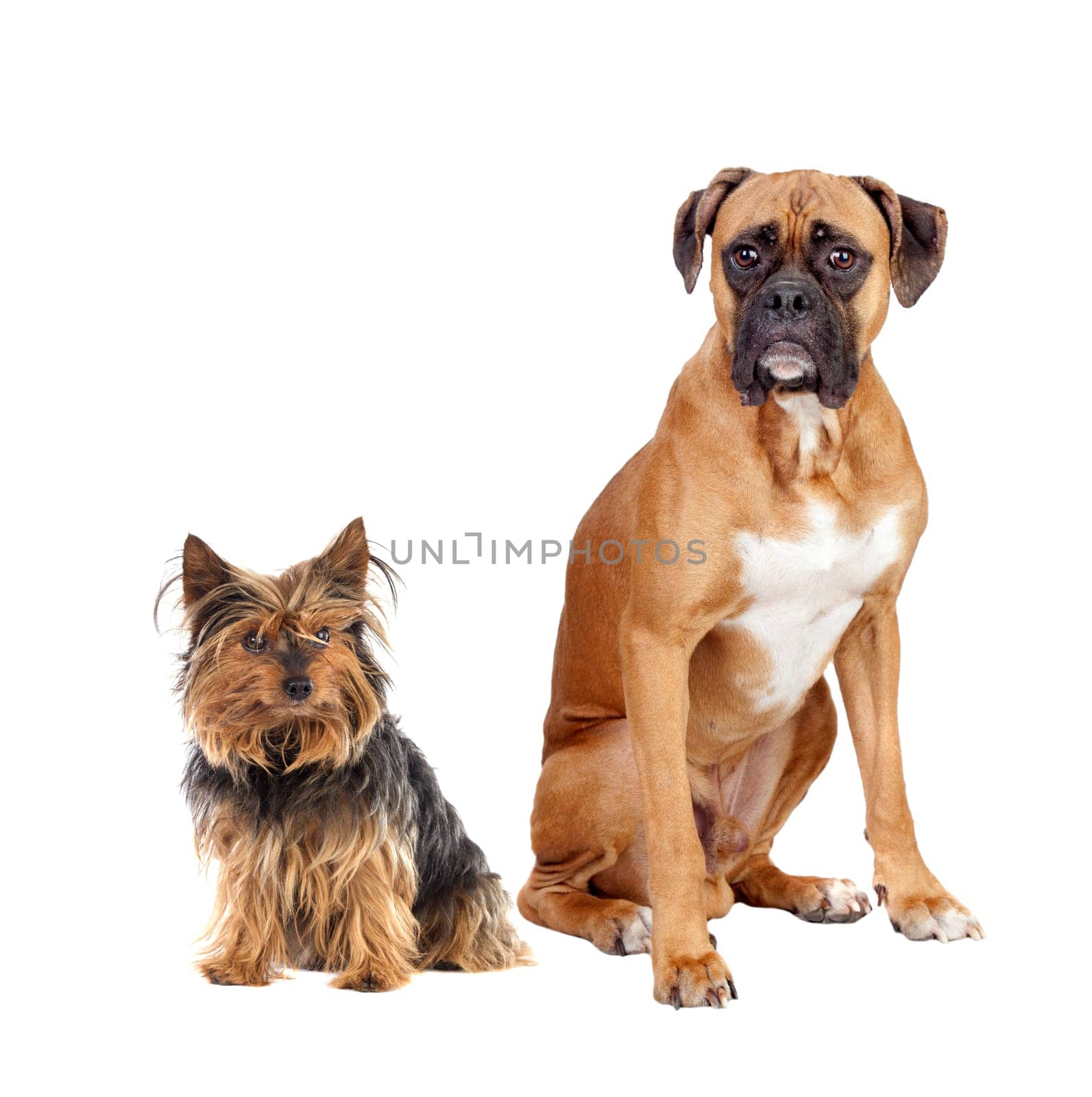Two dogs of different breeds isolated on a white background