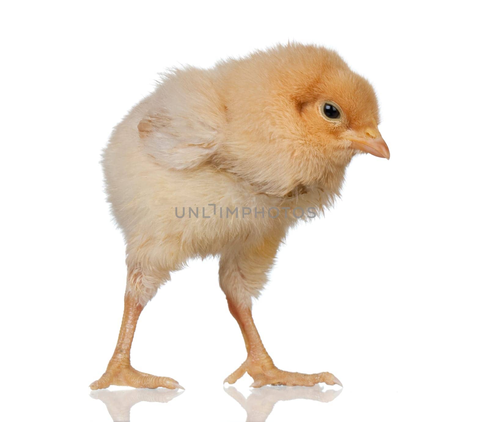 Little yellow chicken isolated on white background