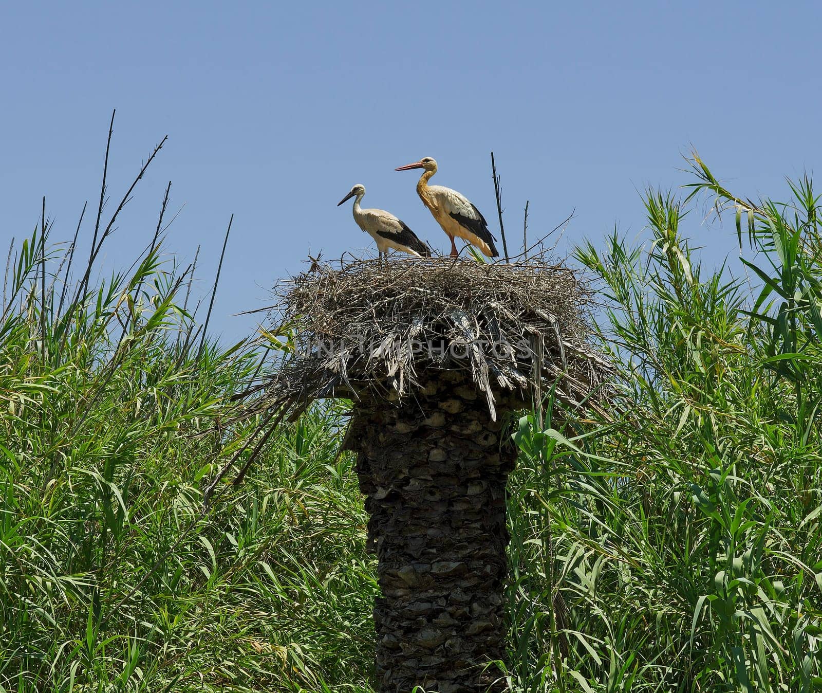 Two white storks in Portugal