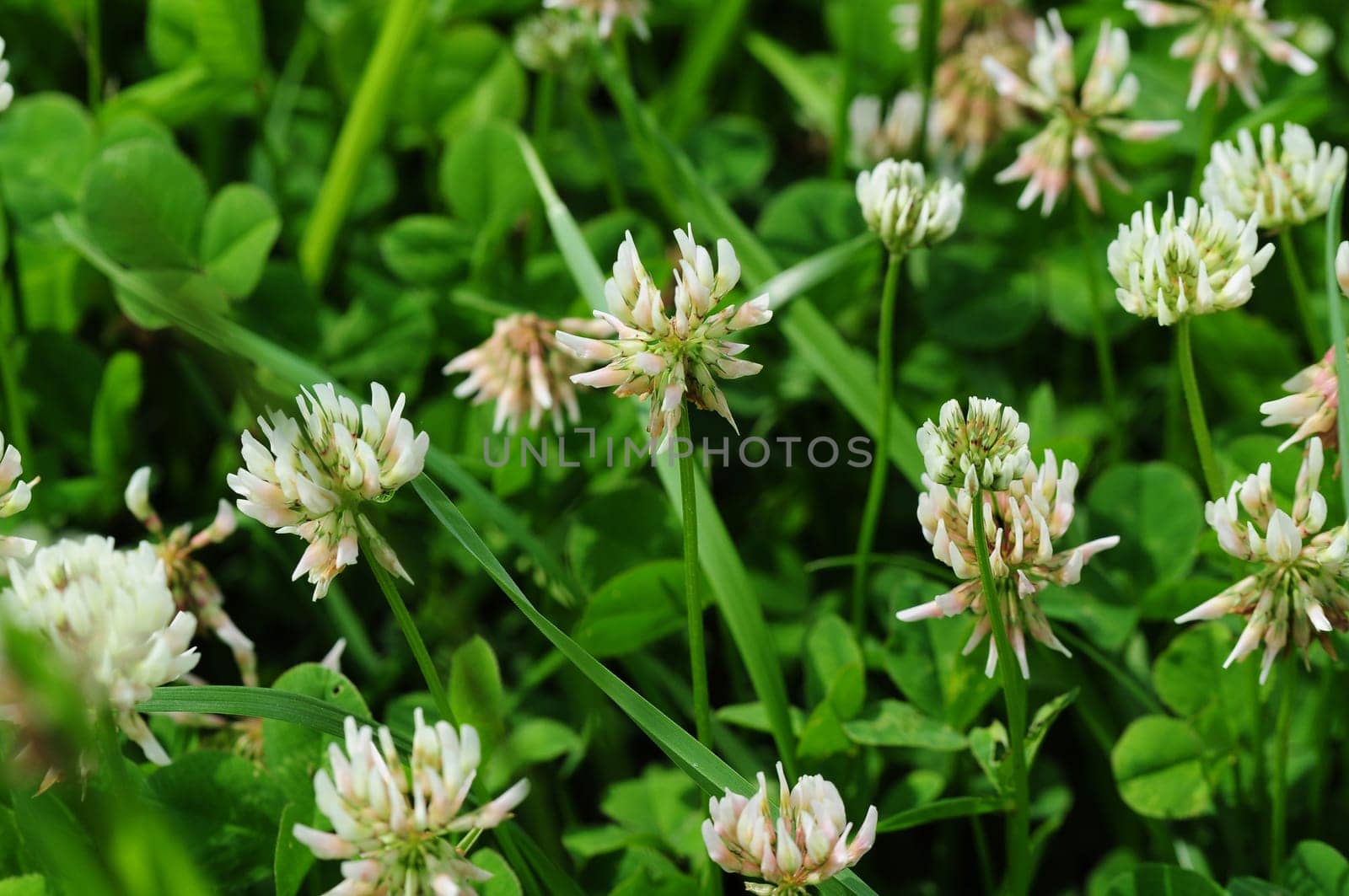 Meadow clover
