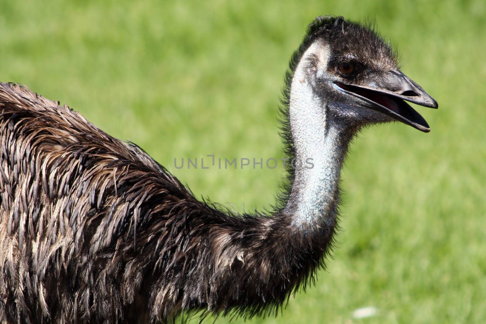 Neck and Head of an Emu