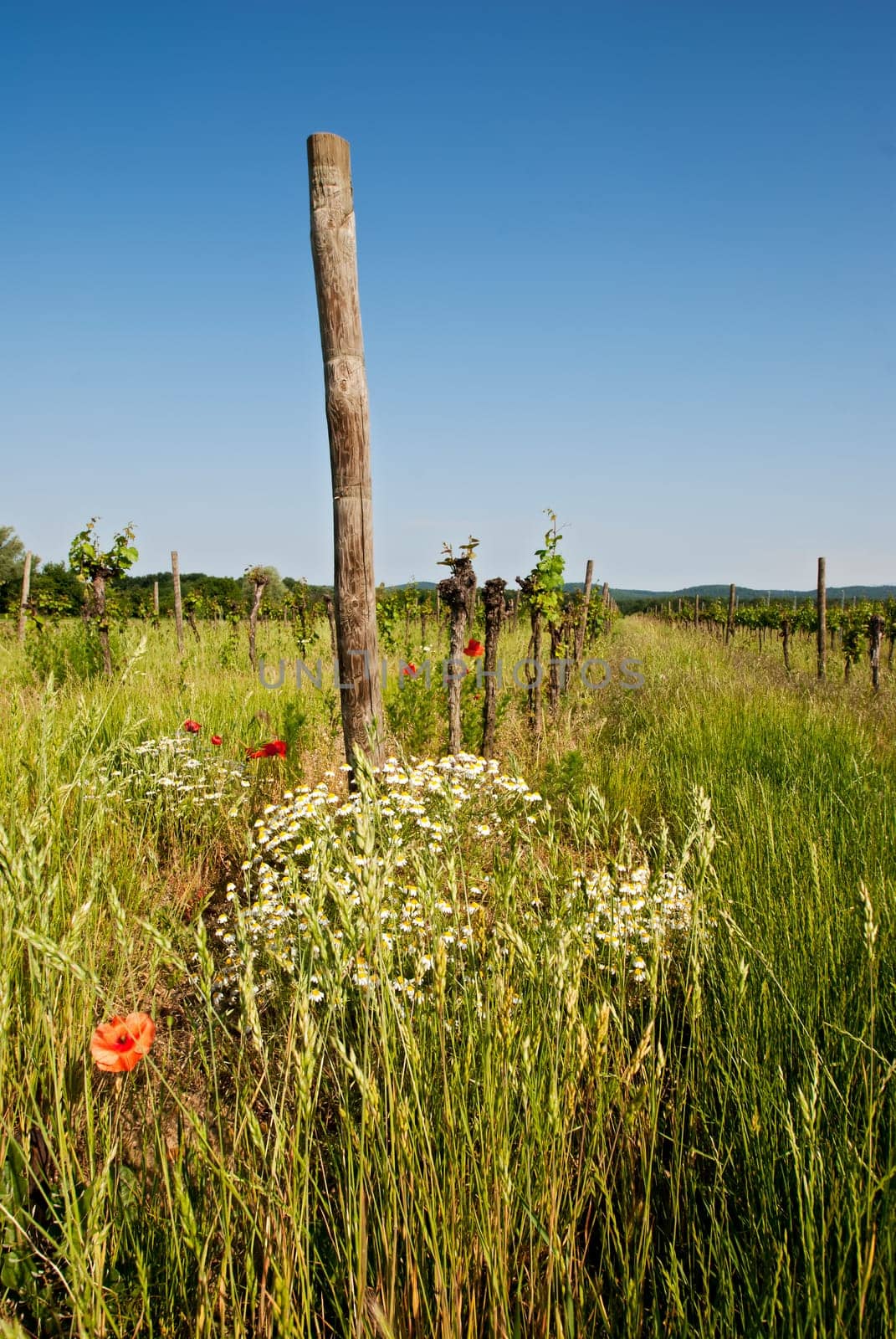 Vineyard with grass