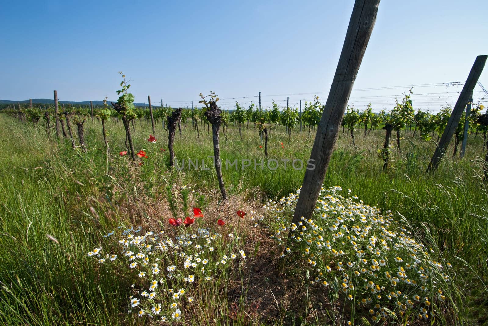 Vineyard with poppies