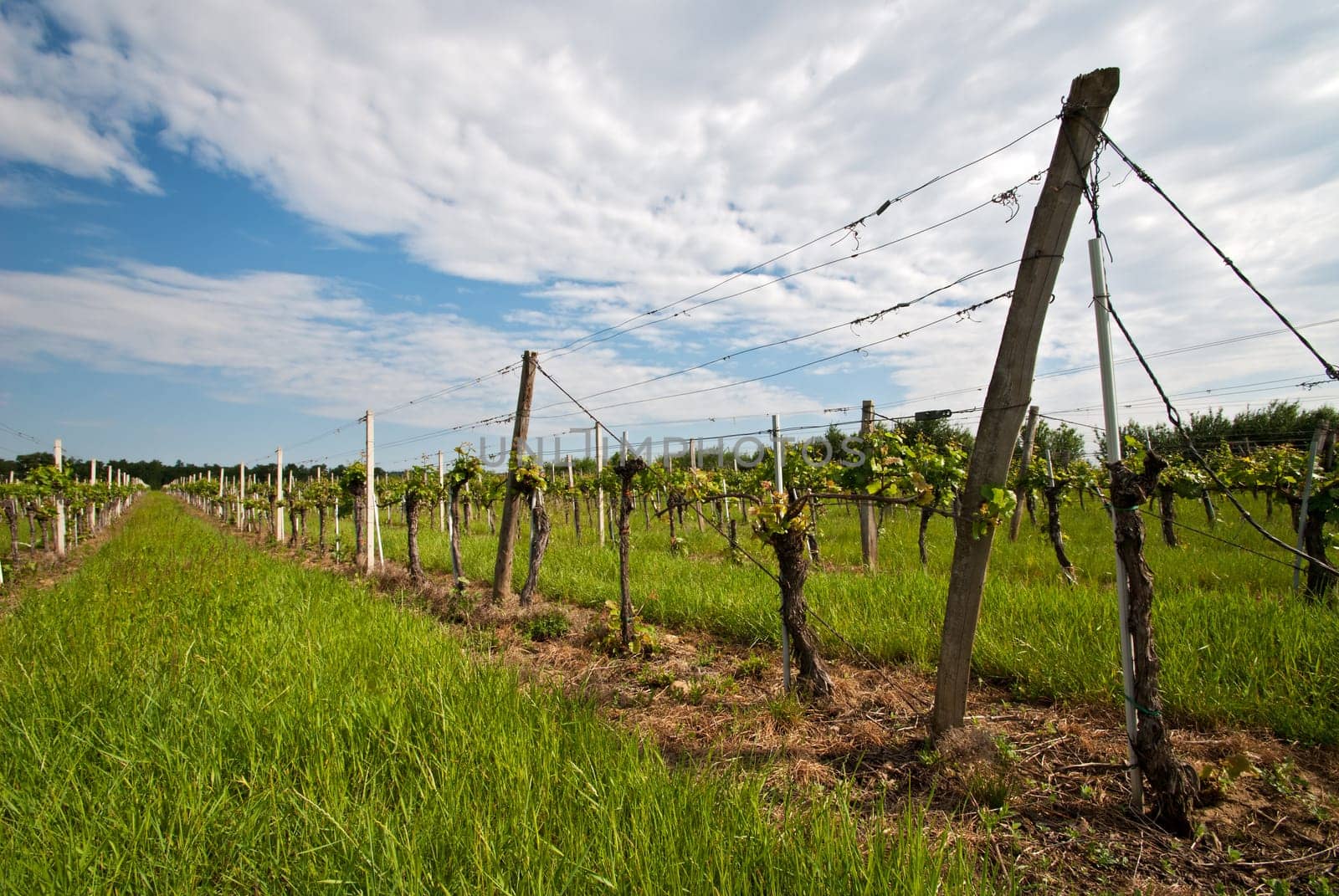 Wine plantation