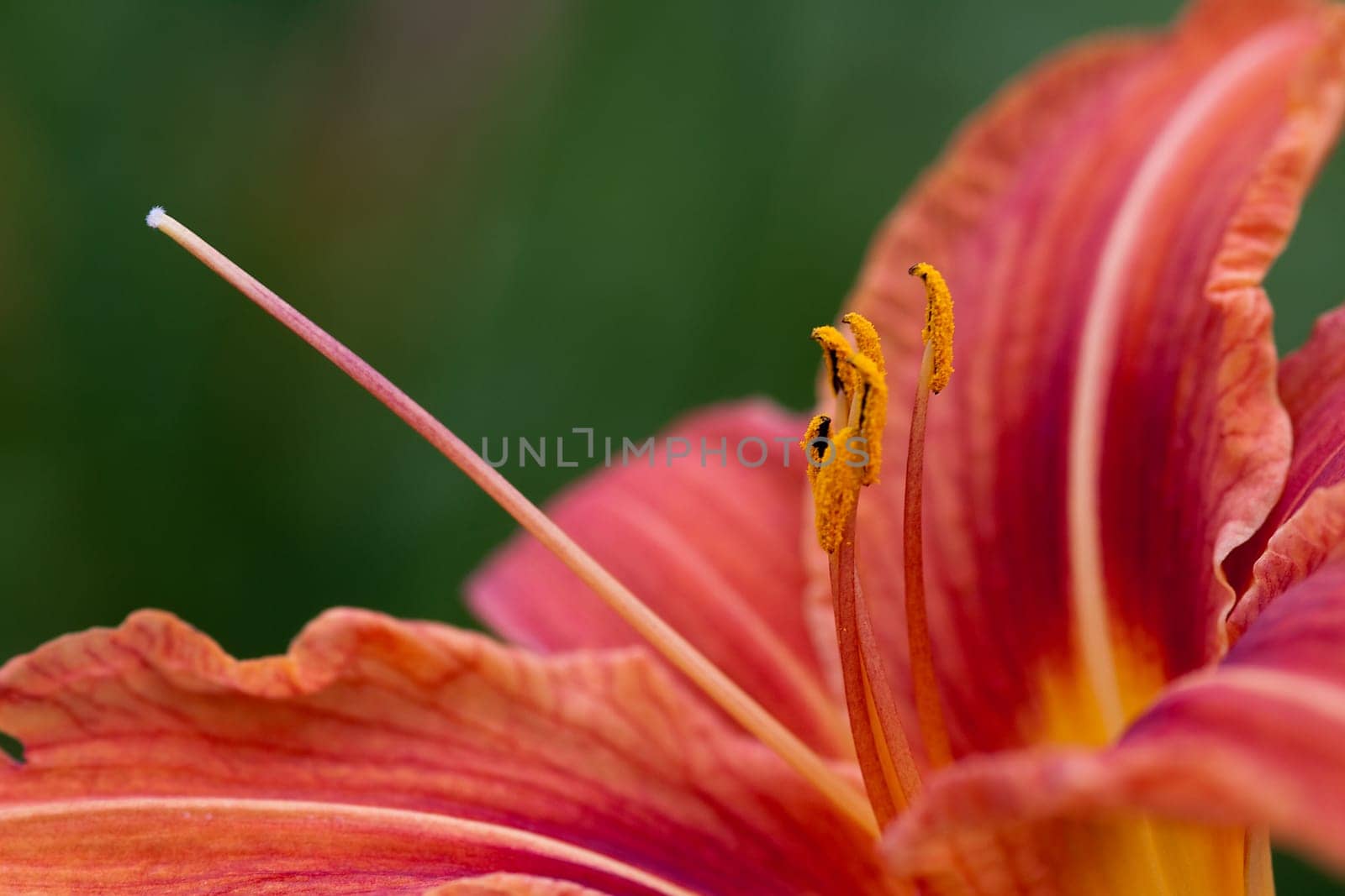 Lily orange