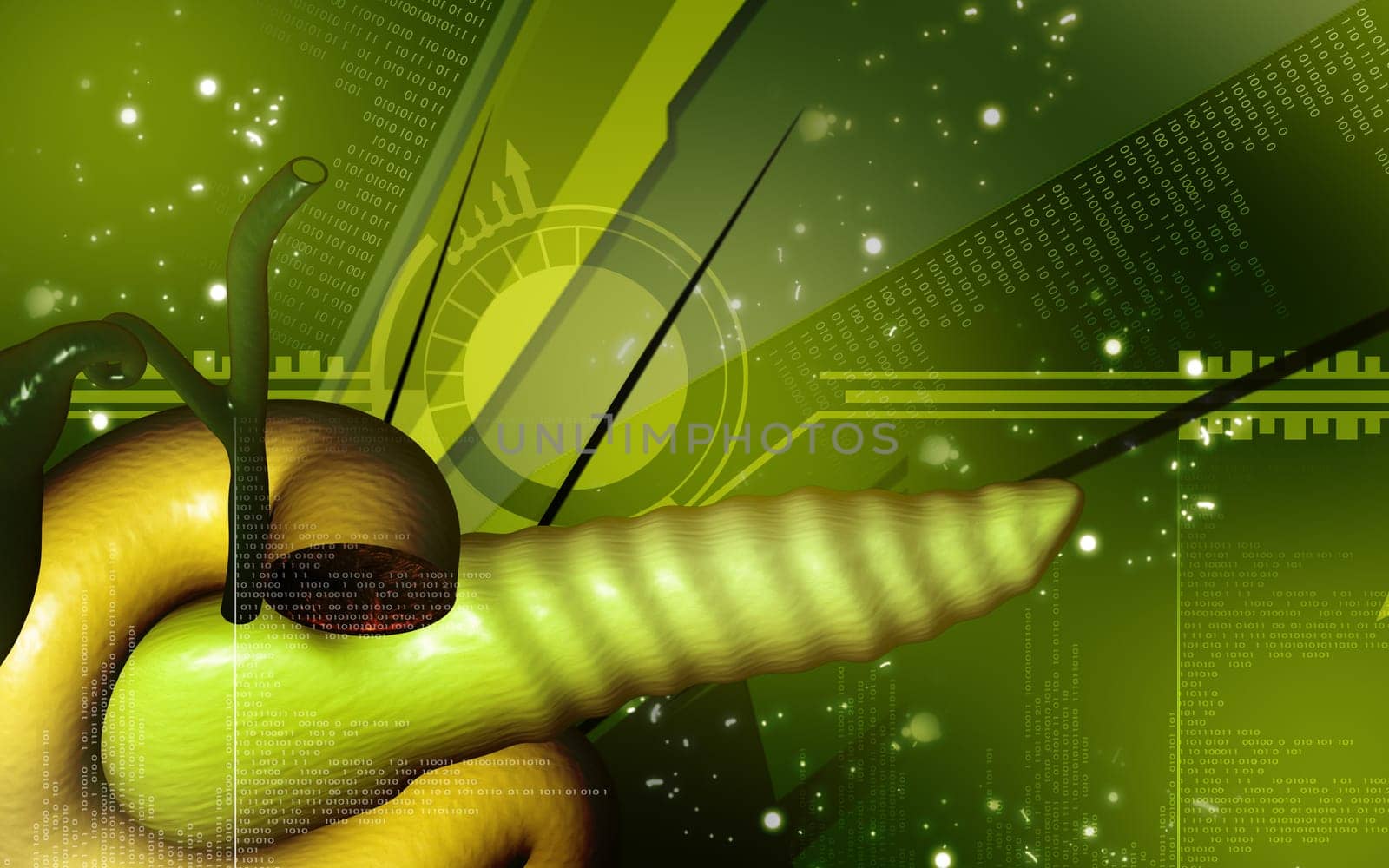 Digital illustration of pancreas in colour background