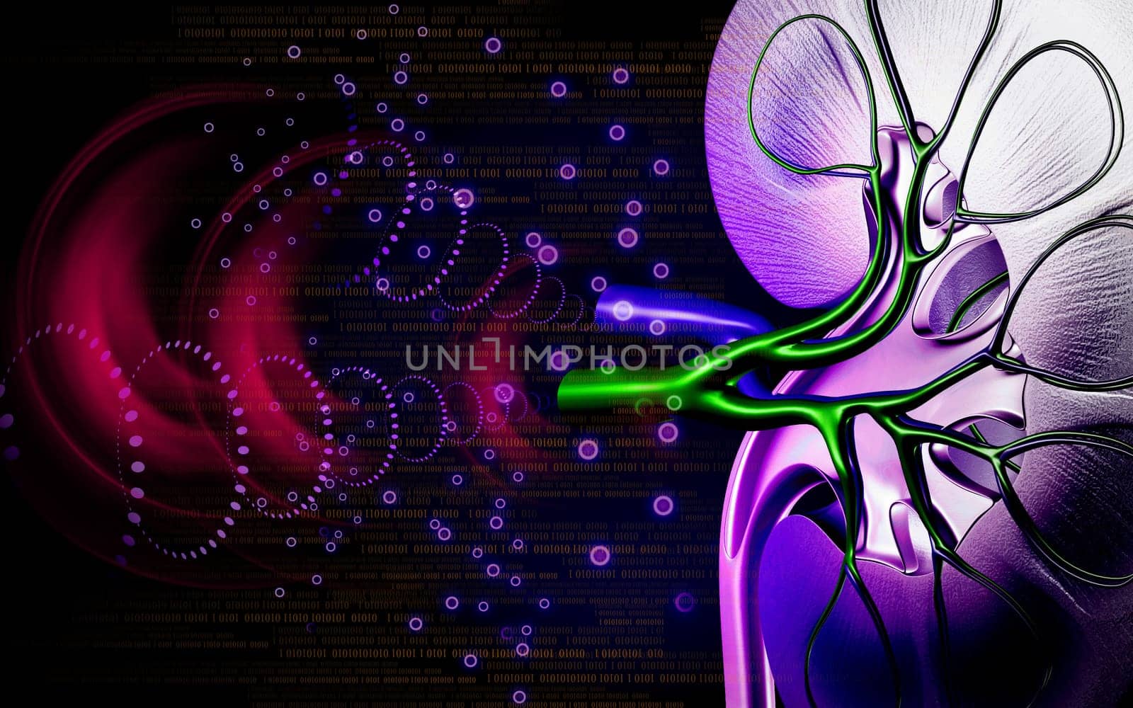 Digital illustration of kidney in colour background