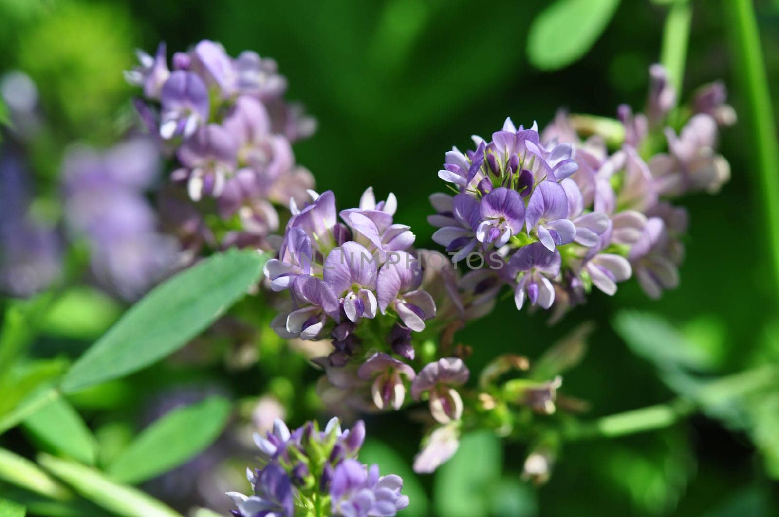 Wildpflanze-Luzerne Medicago sativa