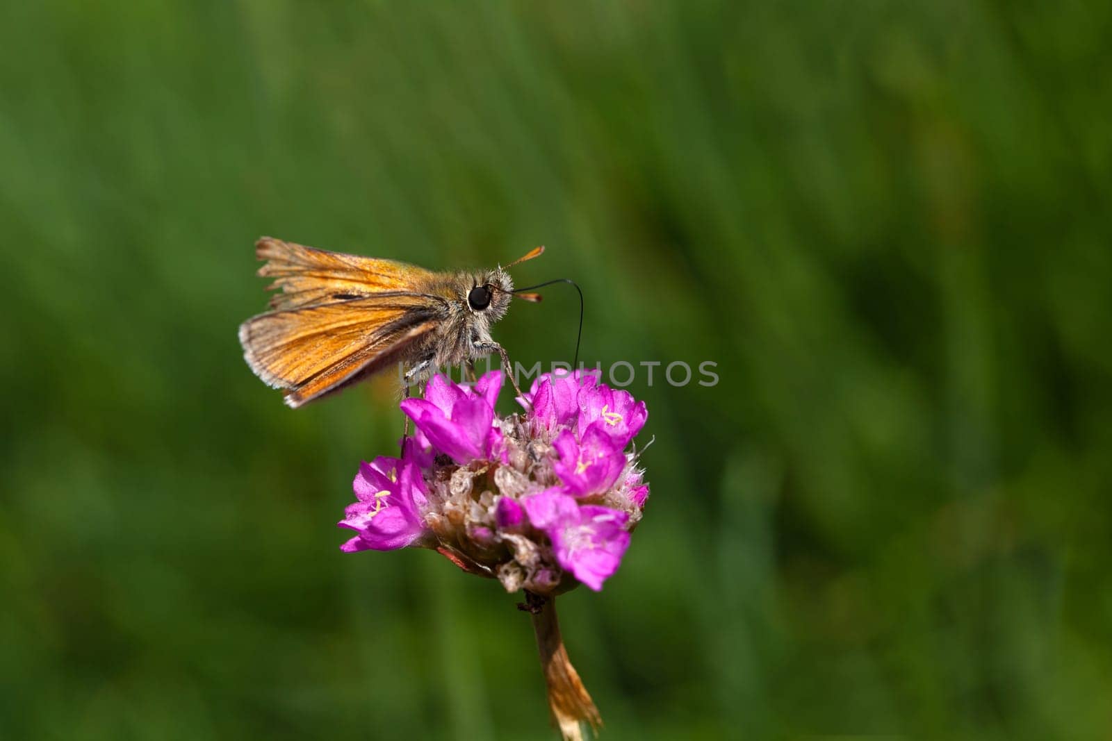 Brown Thick-headed Butterfly