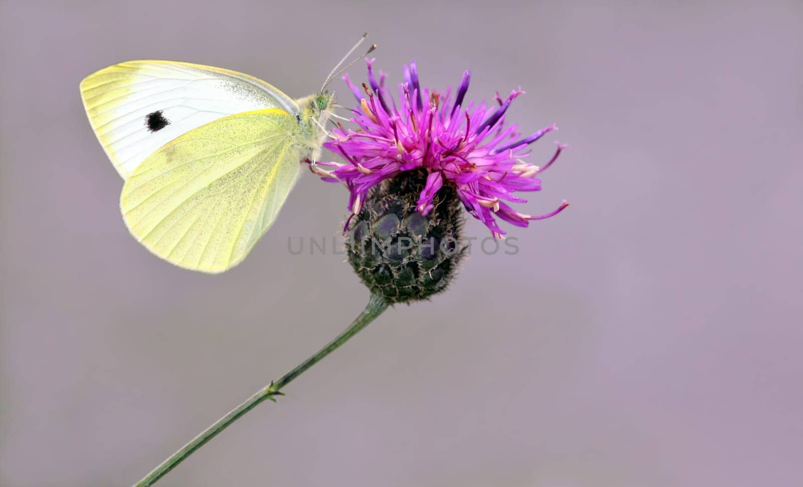 Small white