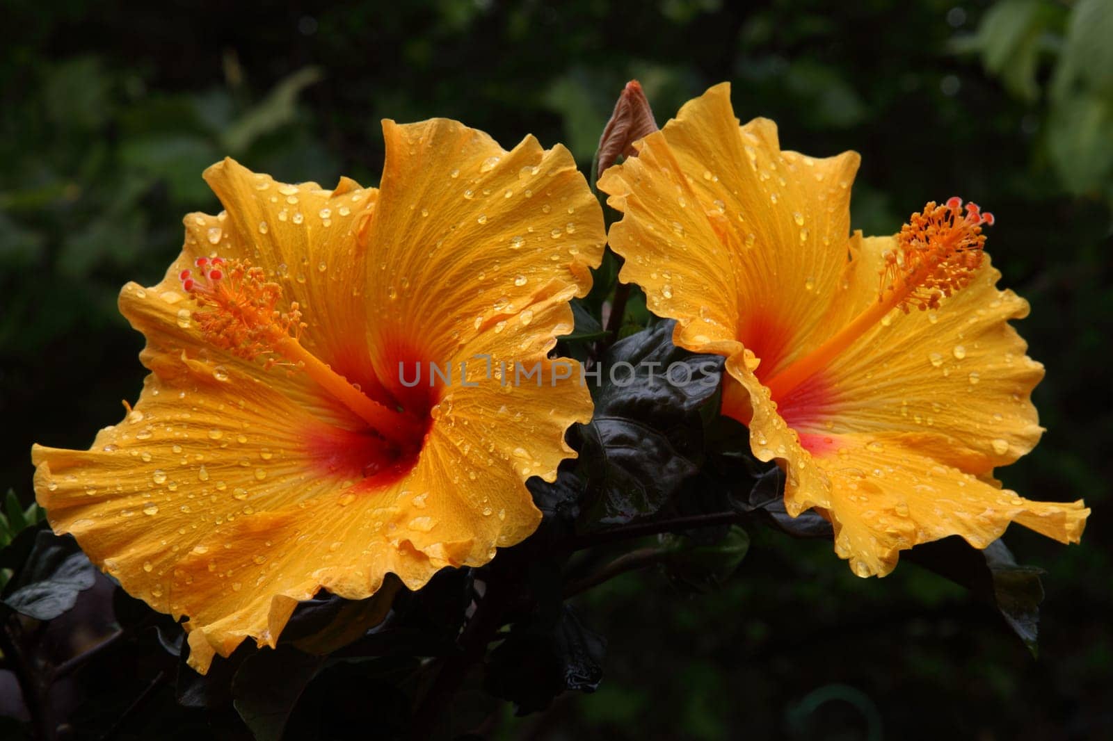 Hibiscus flowers