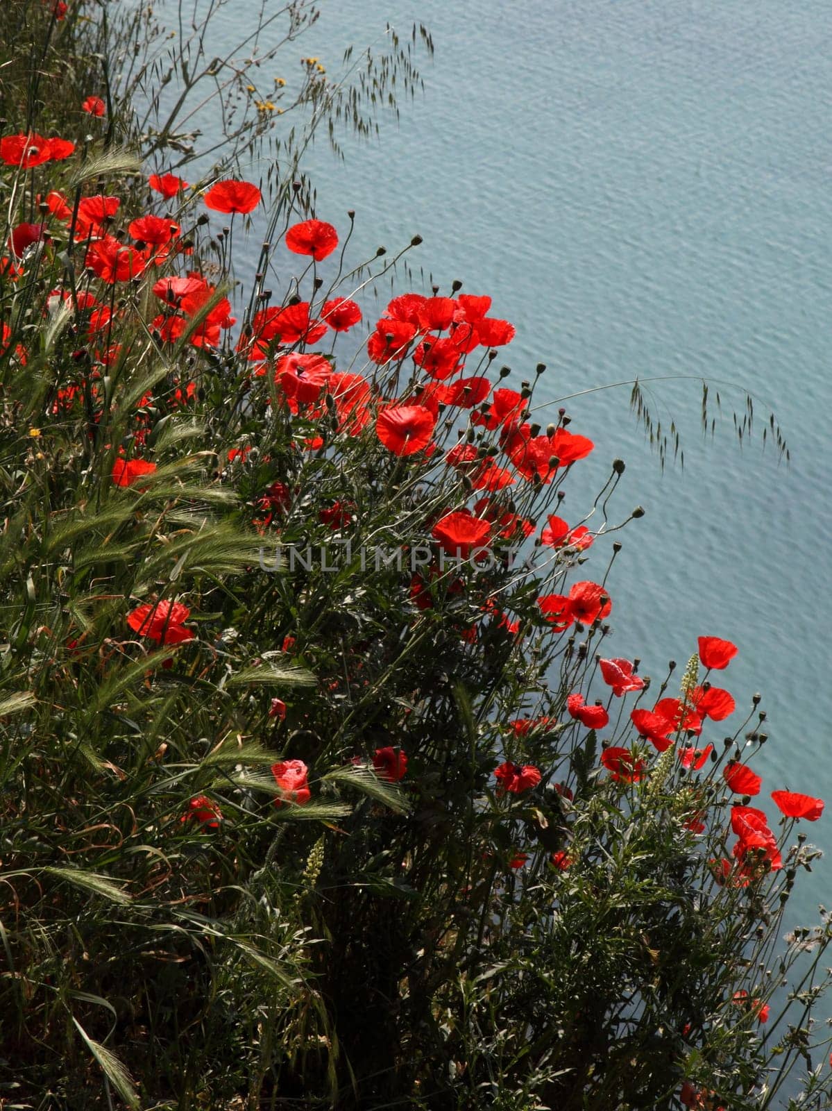 Poppies