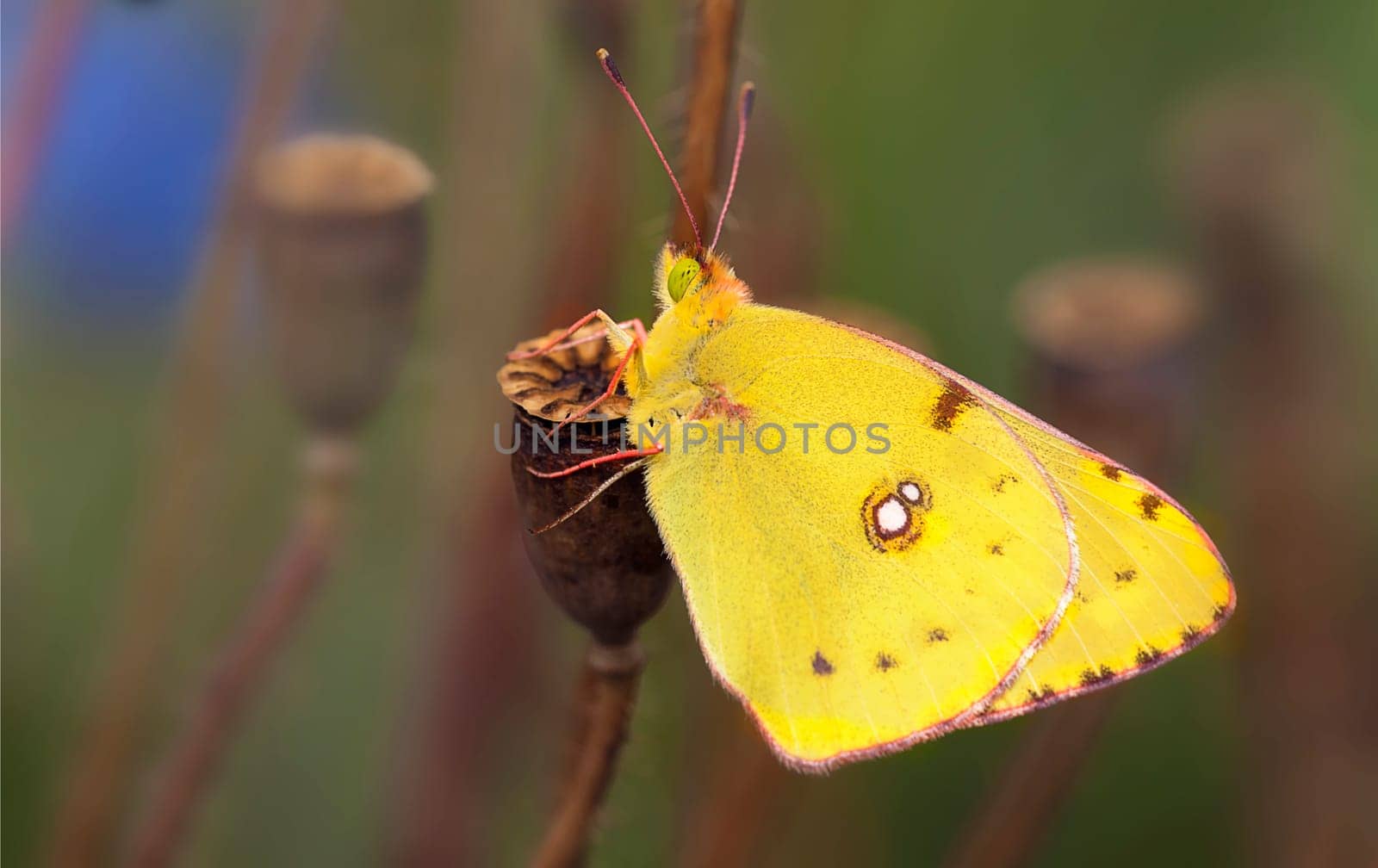Pale clouded yellow