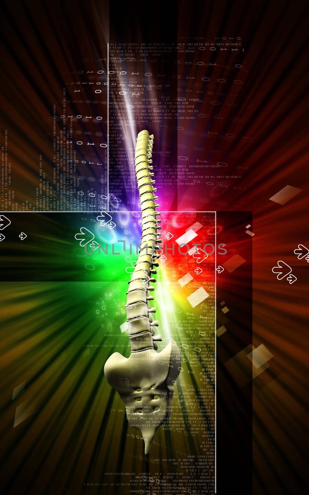 Digital illustration of back bone in colour background