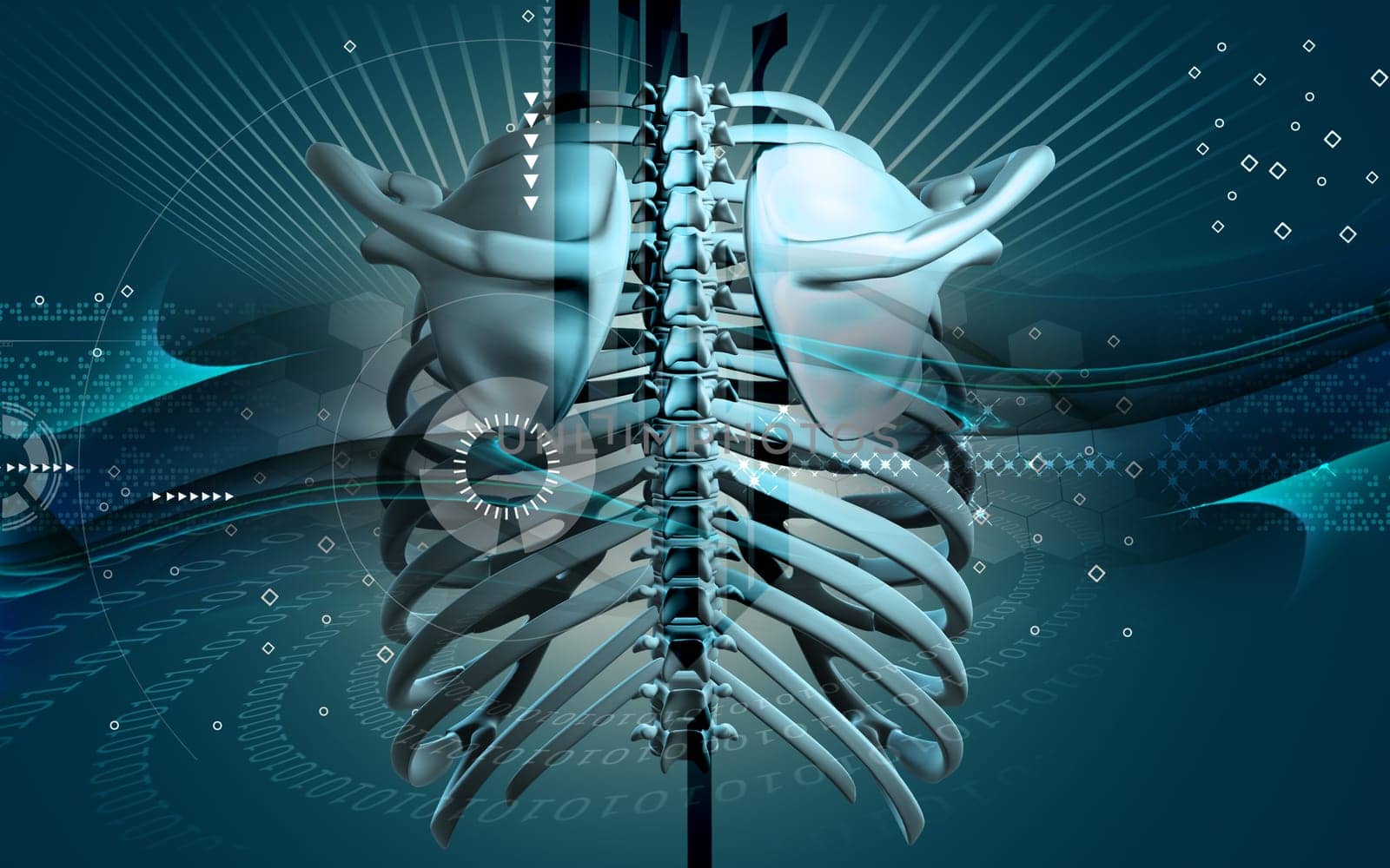 Digital illustration of collar bone in colour background