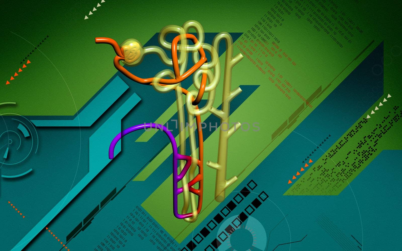 Digital illustration of nephron in colour background