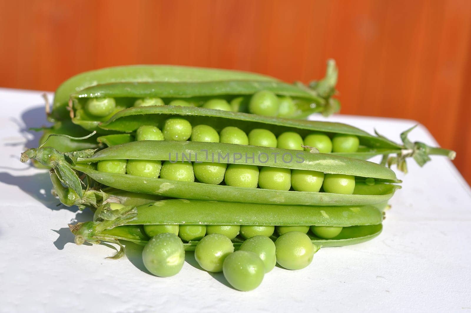 Snow pea