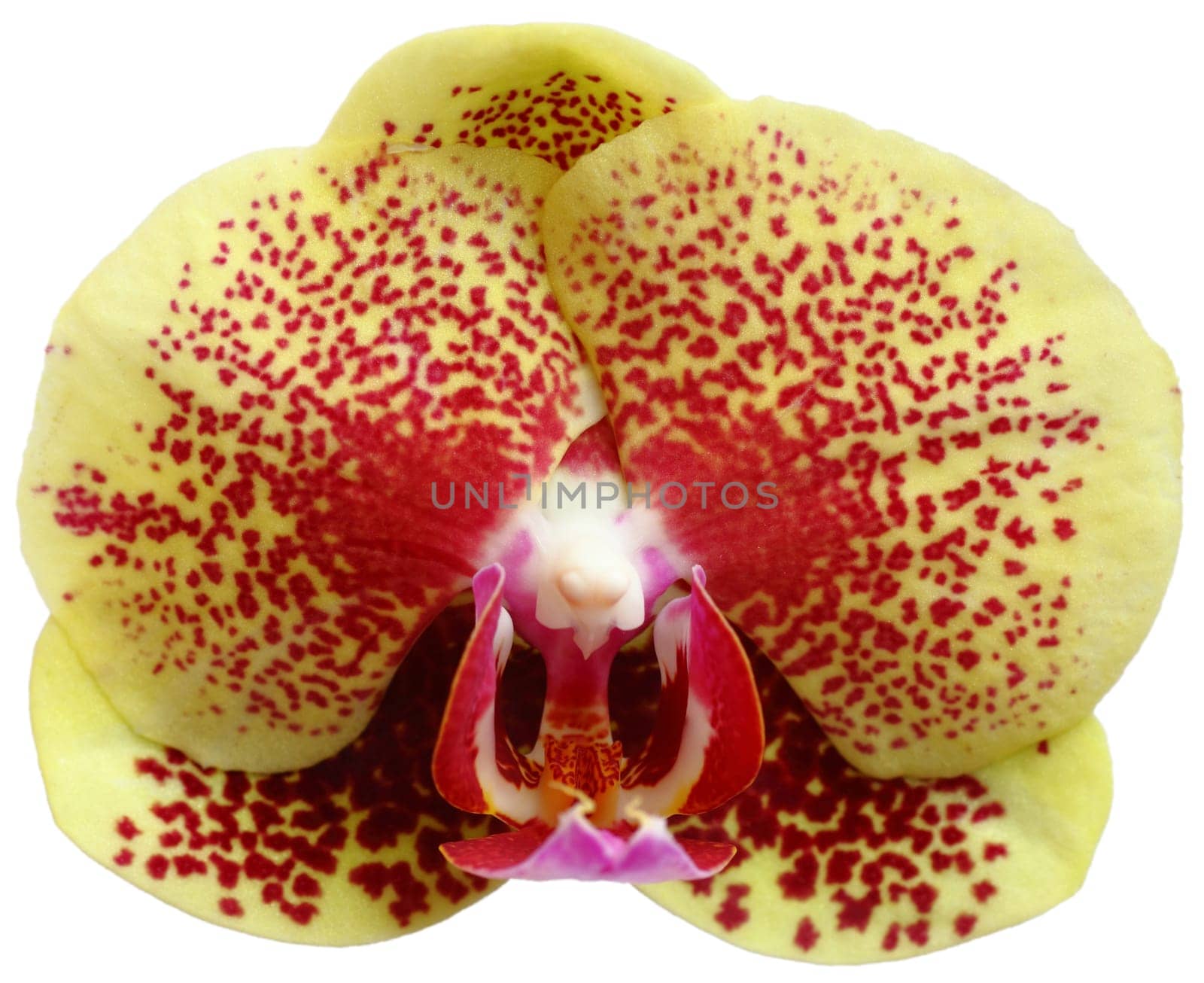 Phalaenopsis - Orchid