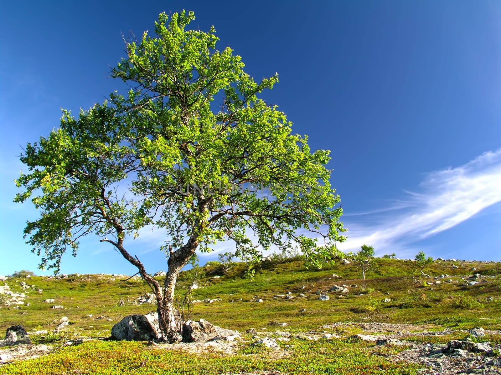 Lonely tree on the hill  with blue sky