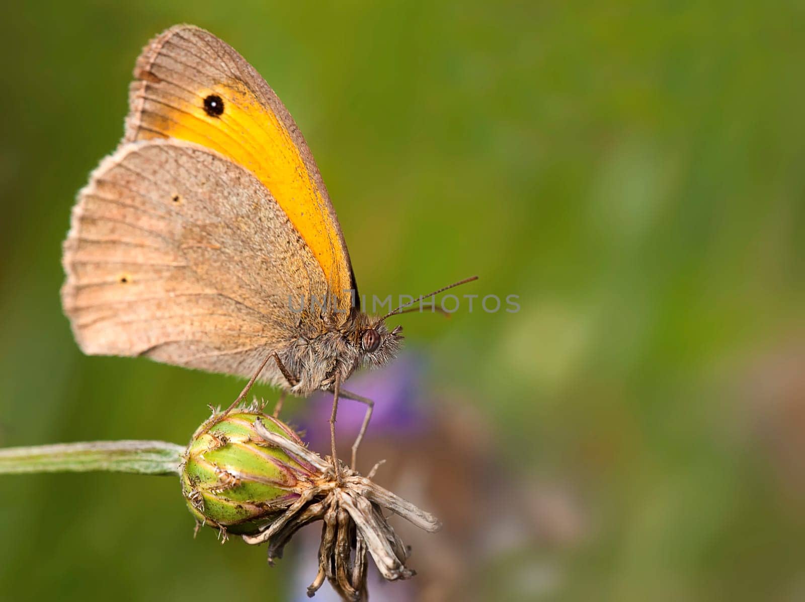 Dusky meadow brown