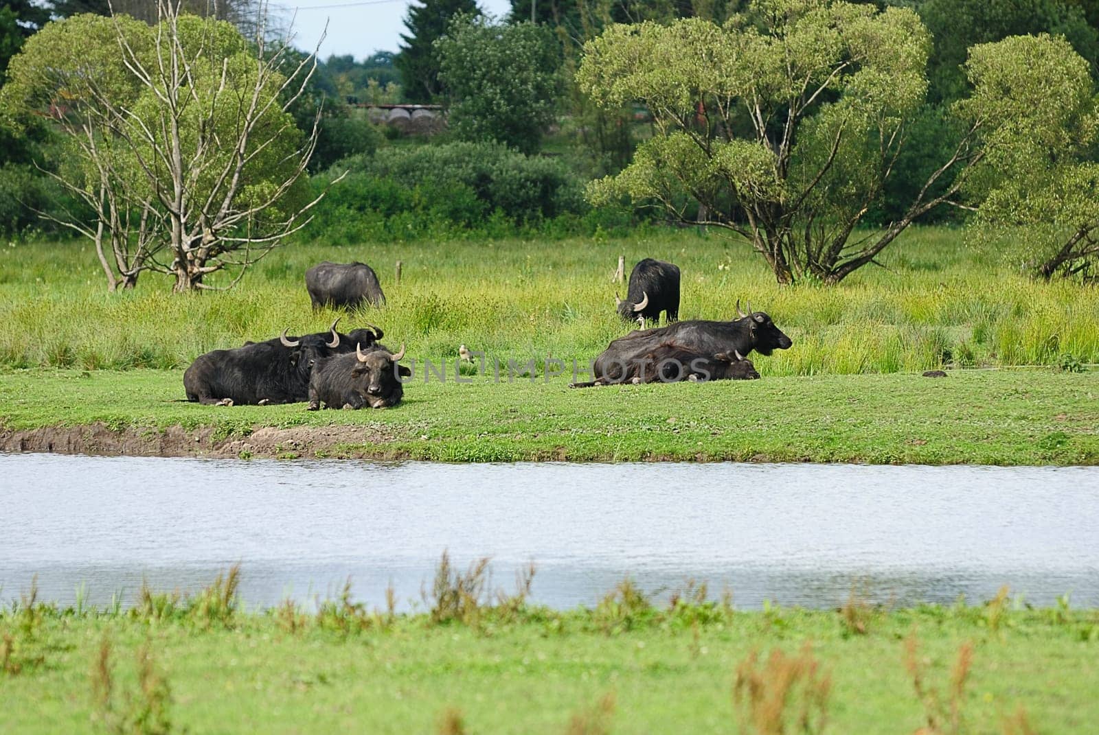 water buffalo