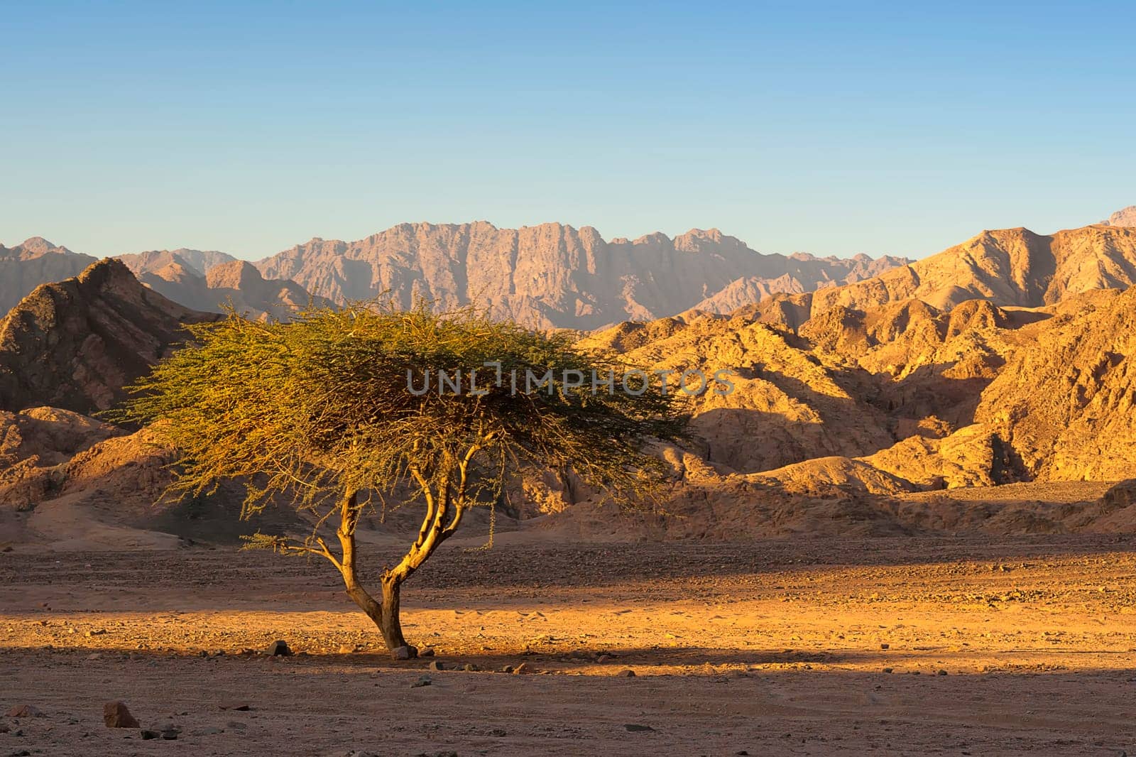 Desert landscape with thorn nacacia