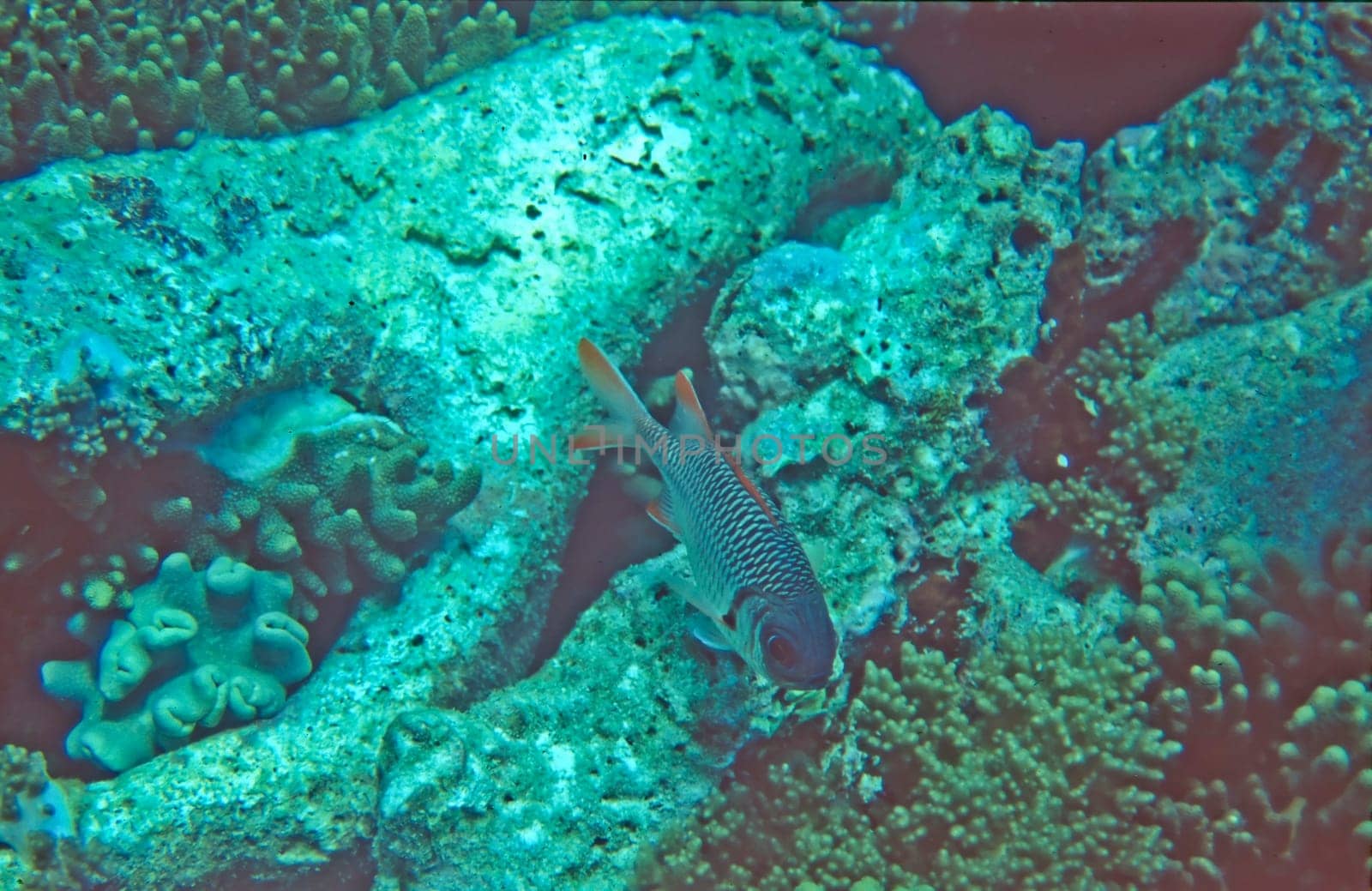 A Squirrelfish closeup on a coral reef in the Maldives