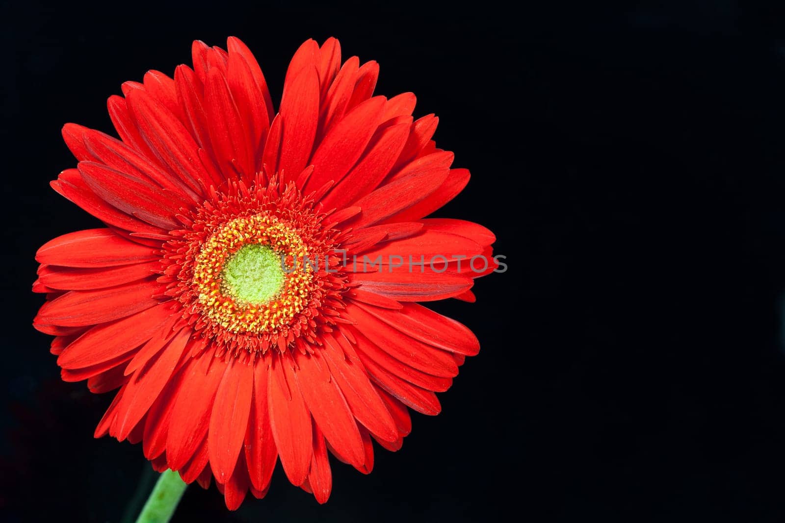 closeup red gerbera daisy on black background