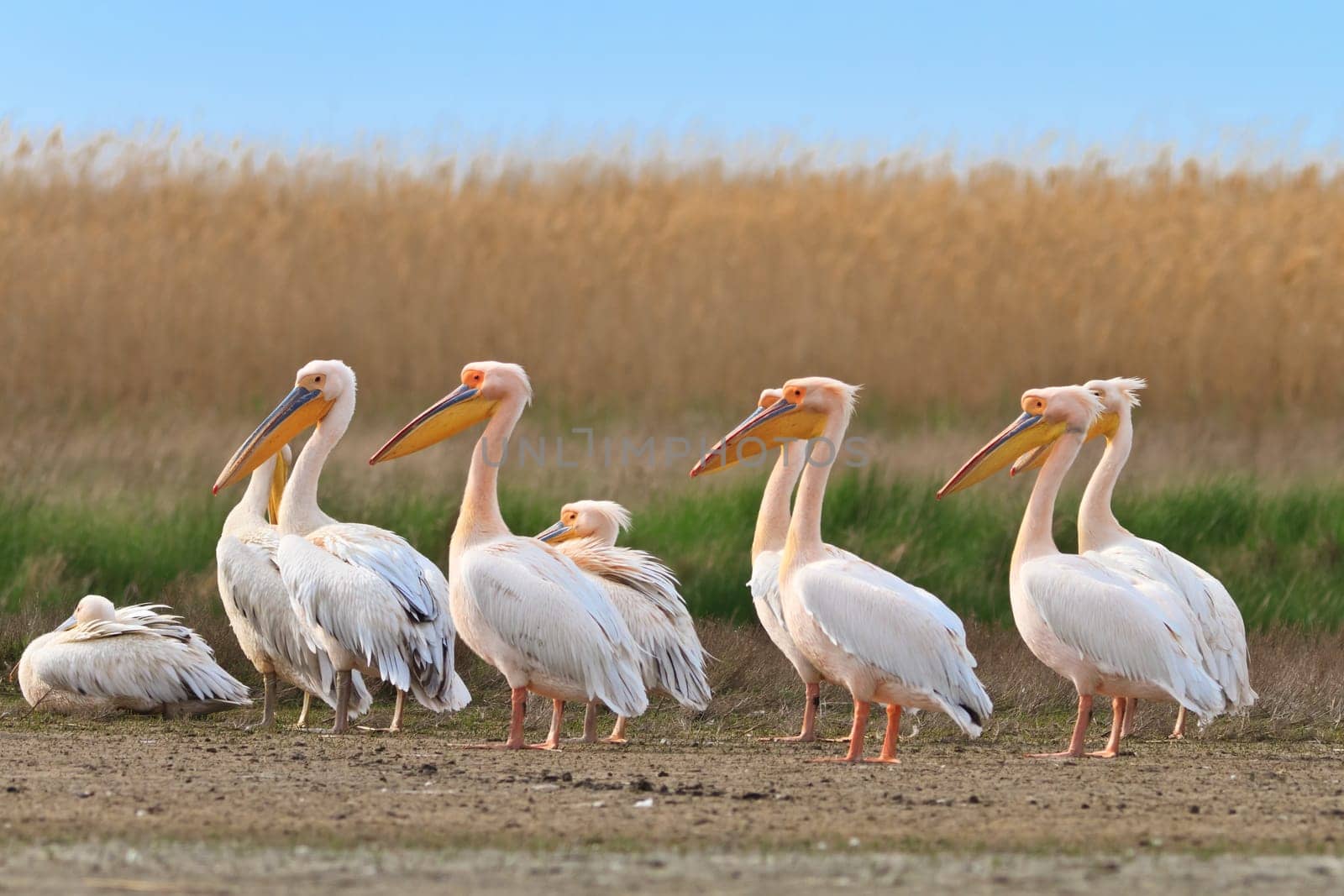 white pelicans in the Danube Delta, Romania