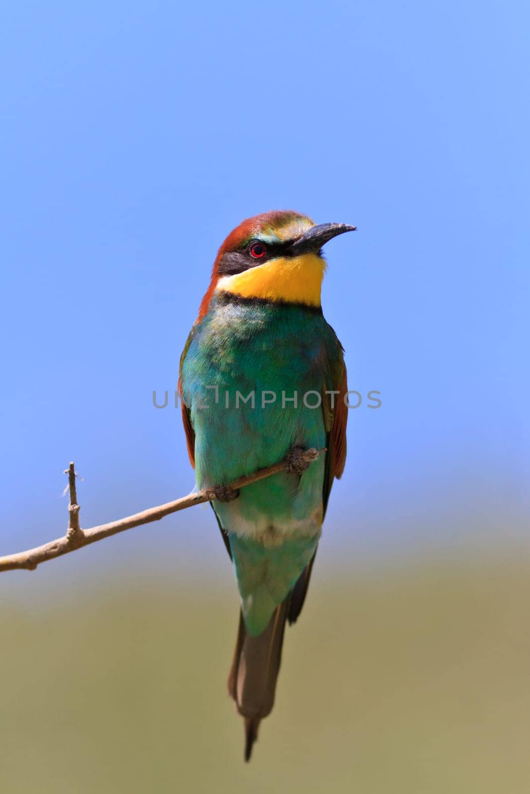 european bee eater (Merops Apiaster) on the branch