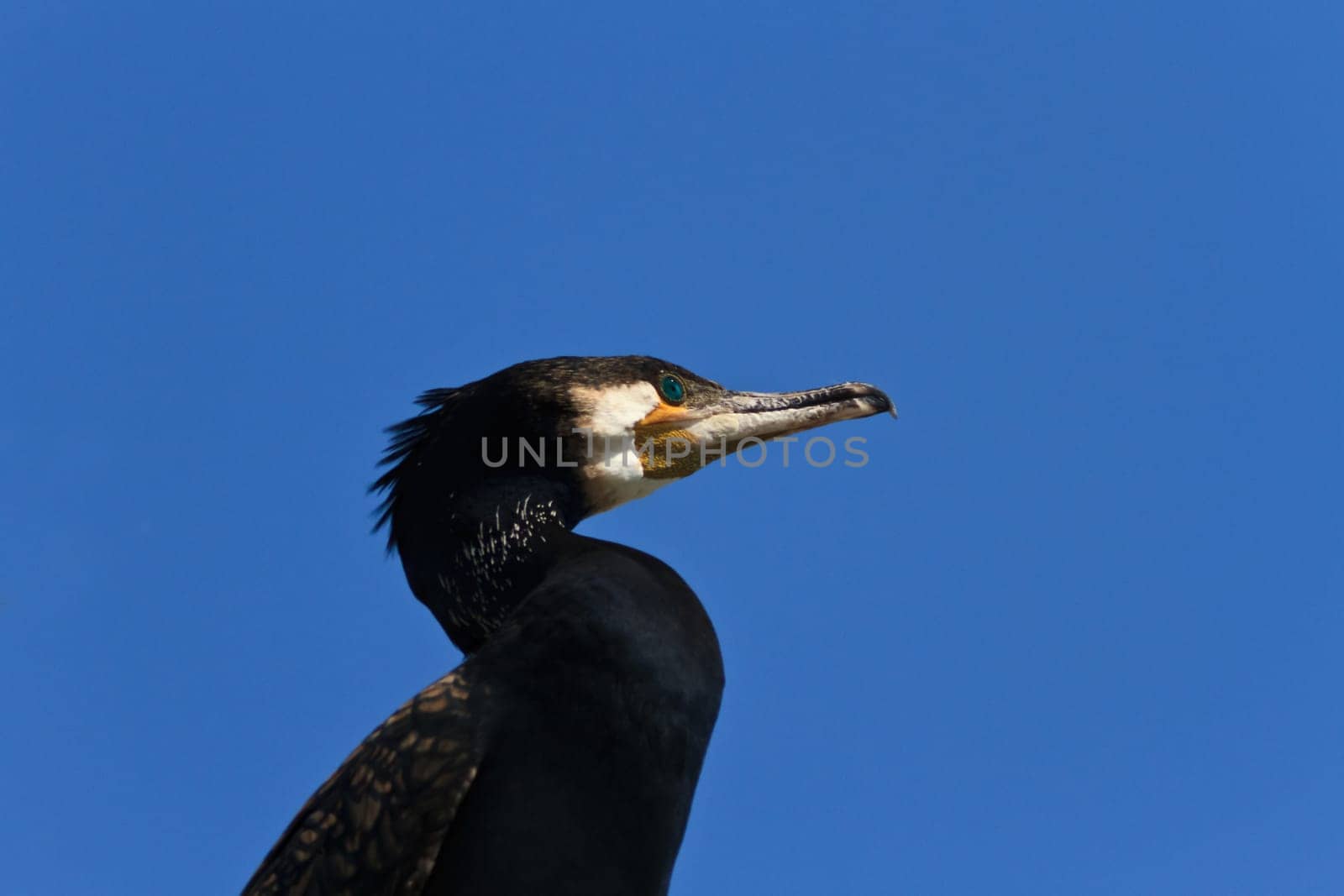 closeup cormorant (phalacrocorax carbo) on a blue sky