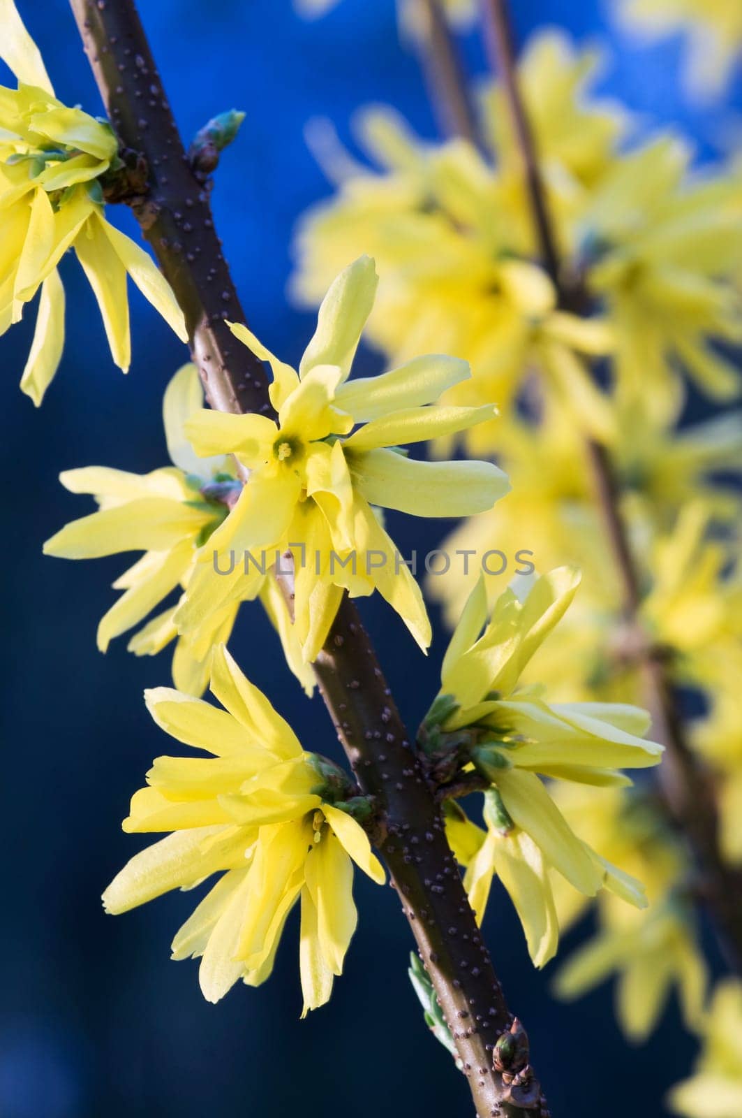 Flowers of a forsythia bush against blue natural background