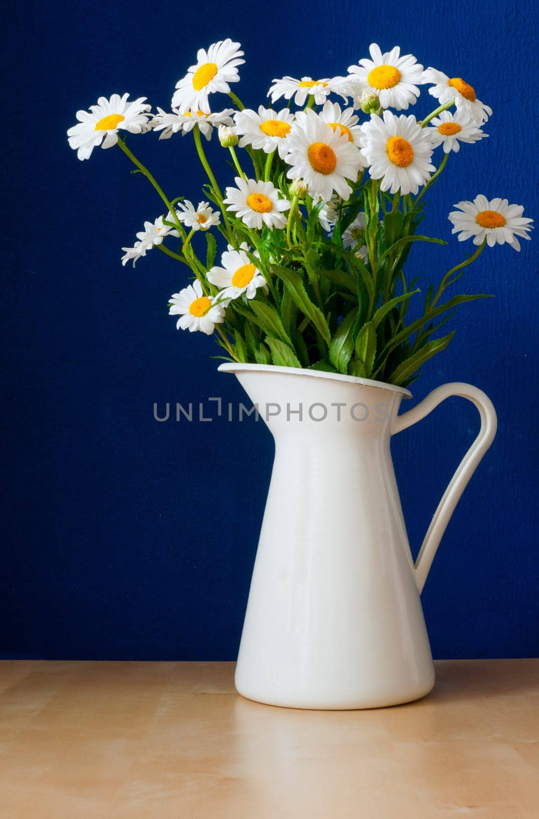 Fresh Oxeye Daisies on table in white Pitcher in interior