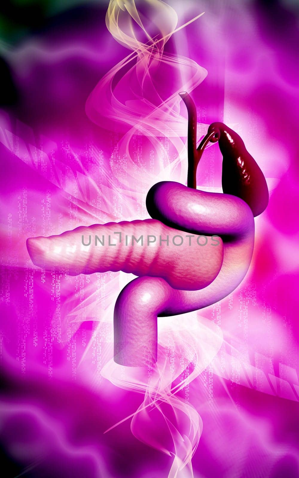 Digital illustration of pancreas in colour background