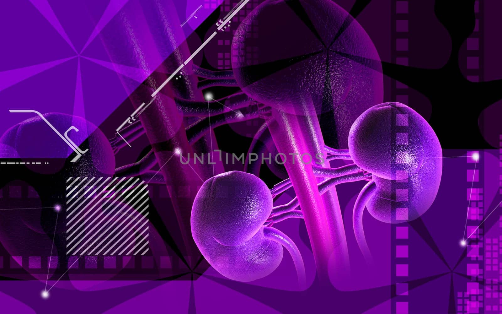 Digital illustration of kidney in colour background