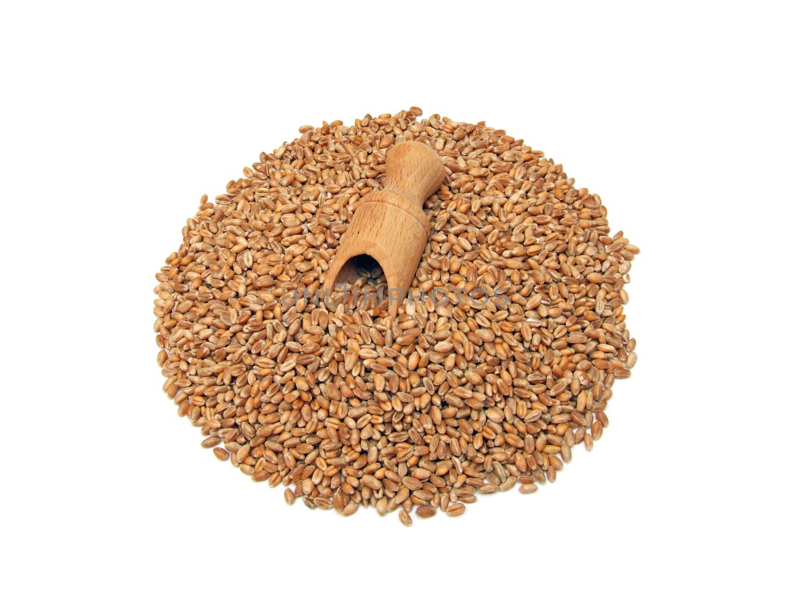 some wheat