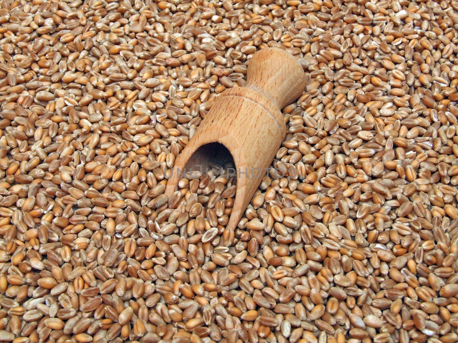 some wheat