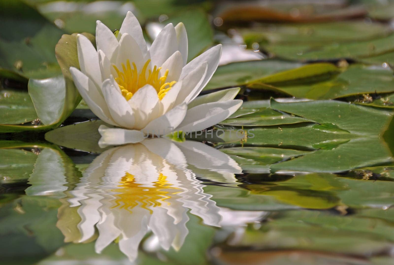 white water lily