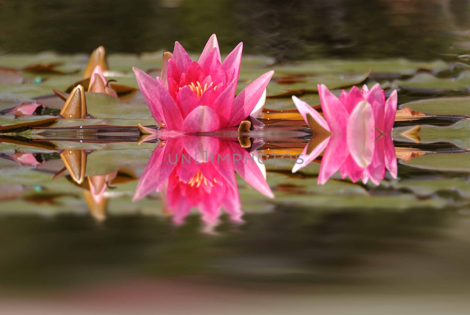 Water lily