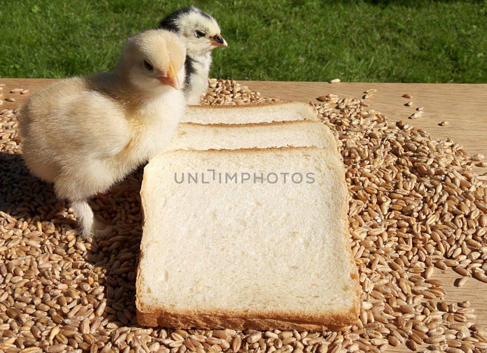 Organic Wheat Bread