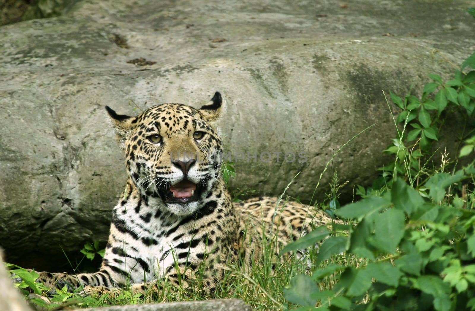 Jaguar