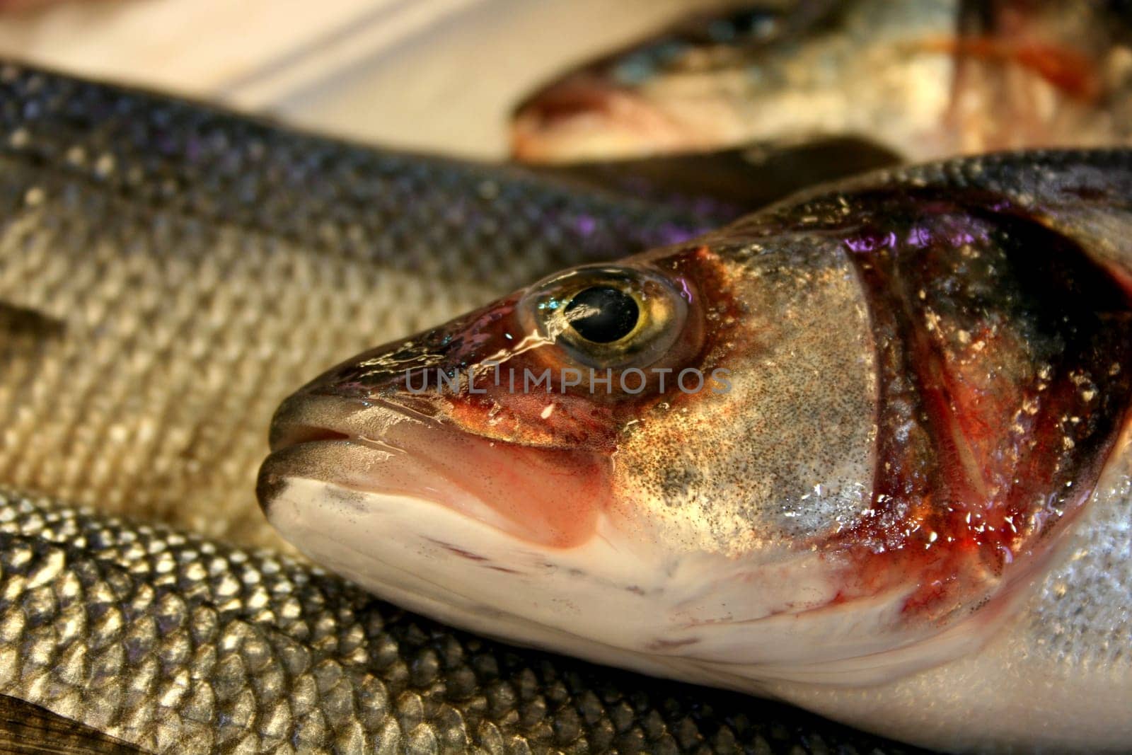 fish or fish sea