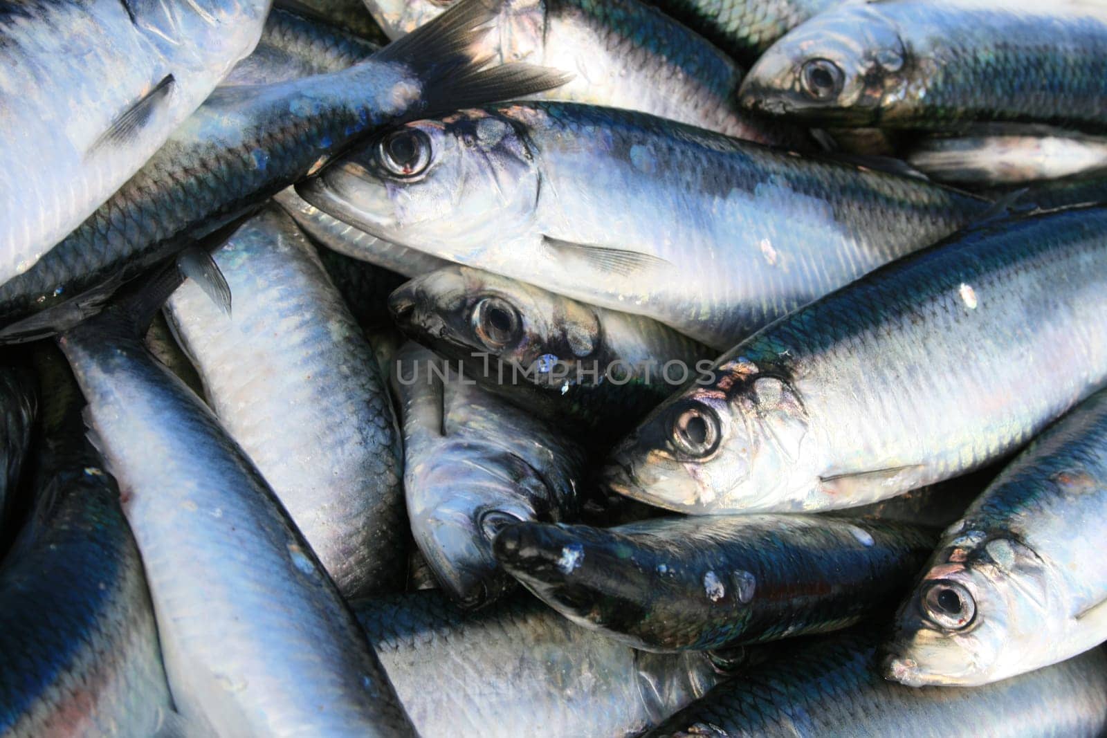 Herrings