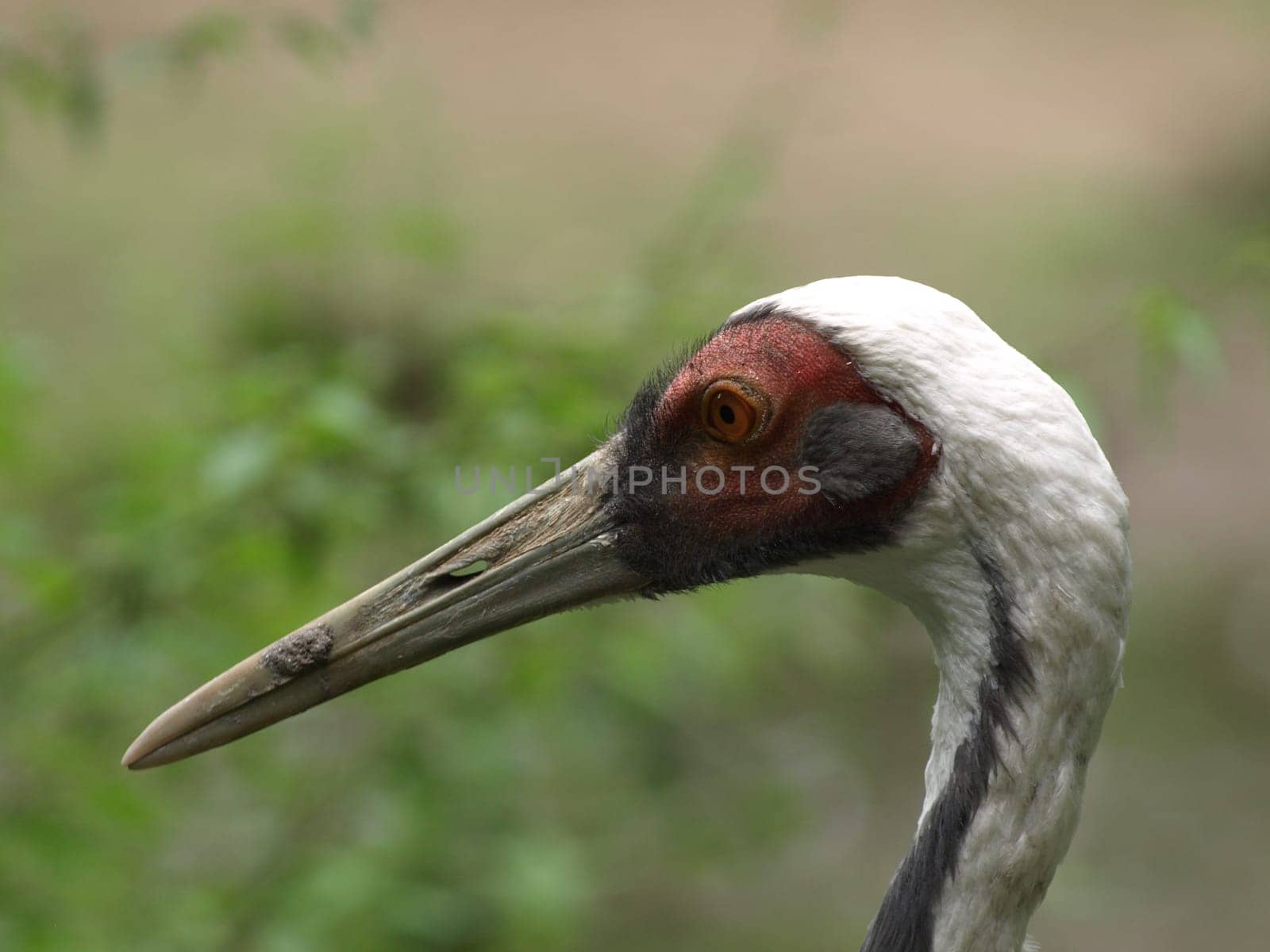 White-naped Crane Portrait