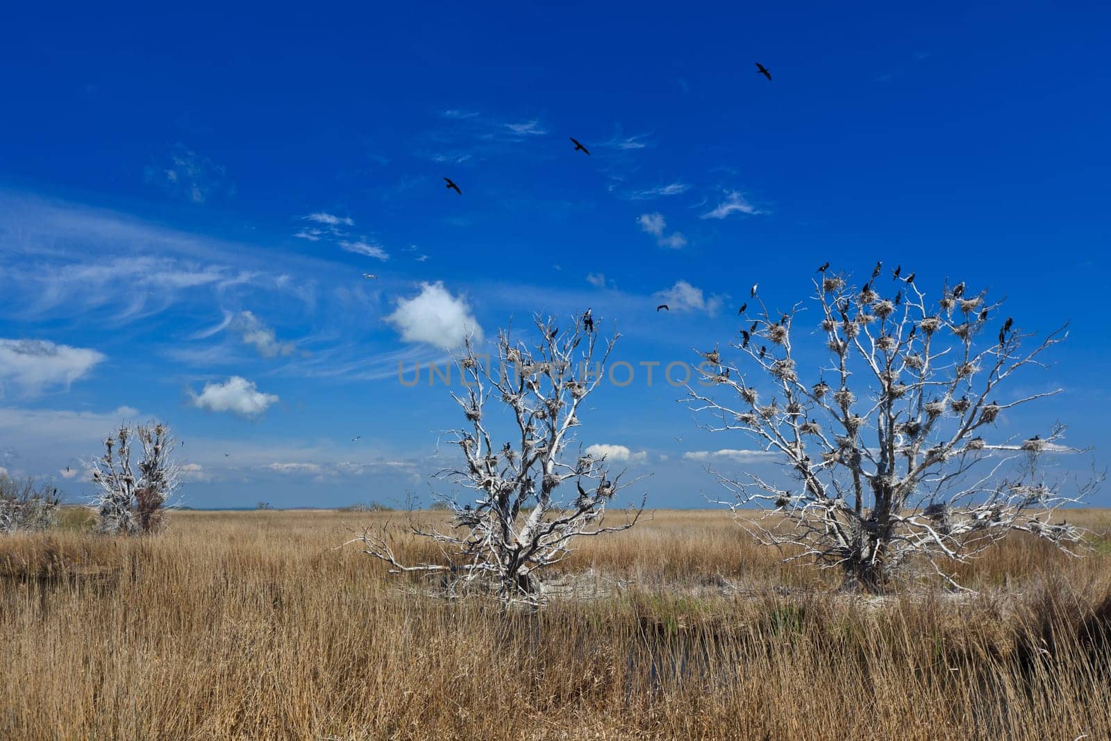 cormorant nests in trees in Danube Delta, Romania