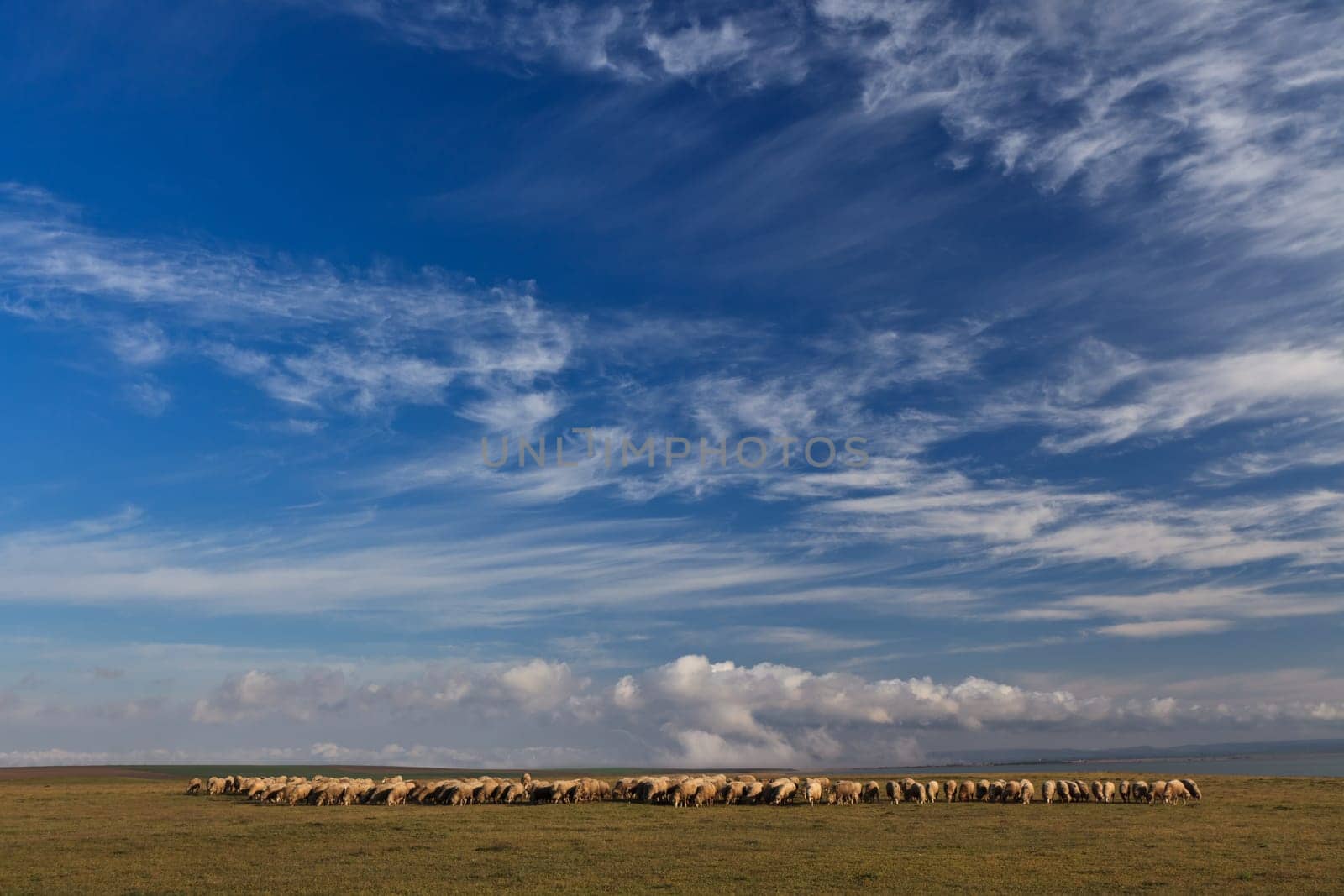 flock of sheep to graze on blue sky background