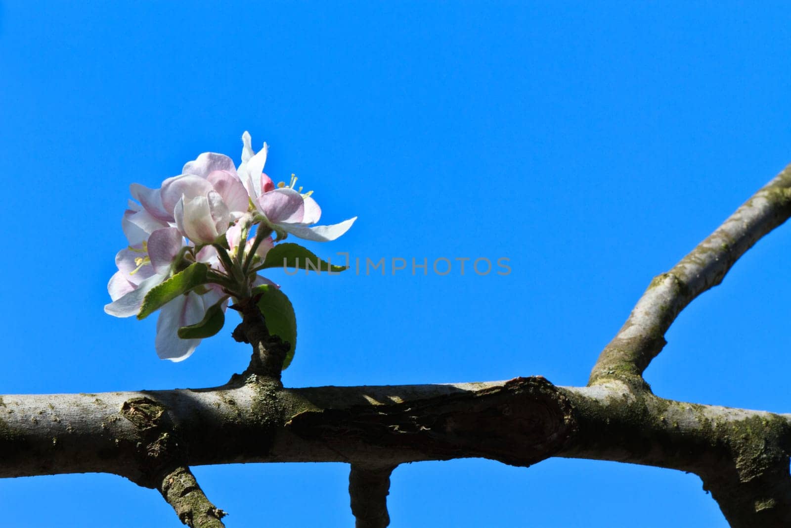 a branch of apple blossoms on a blue sky