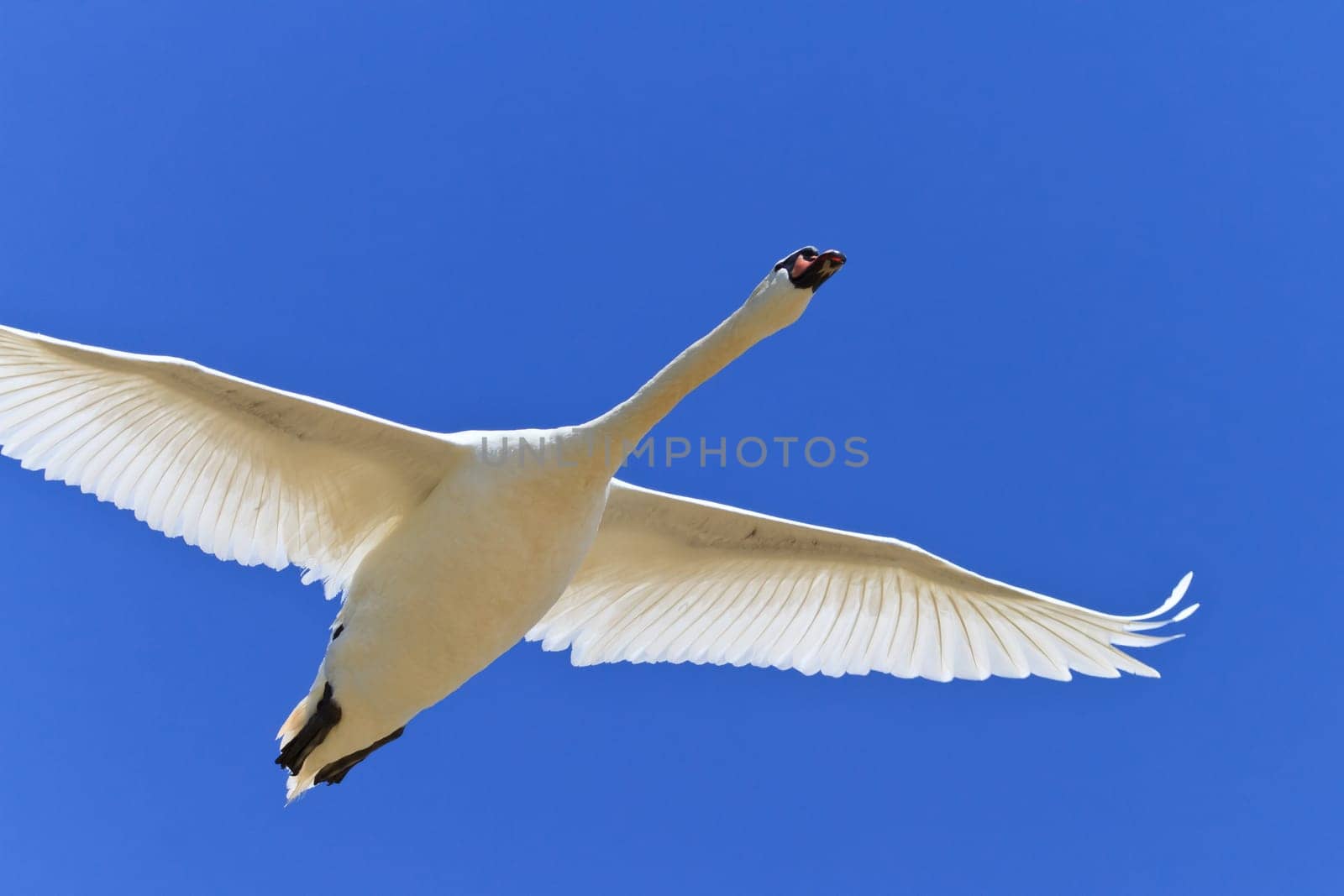 white swan in a sky blue flight