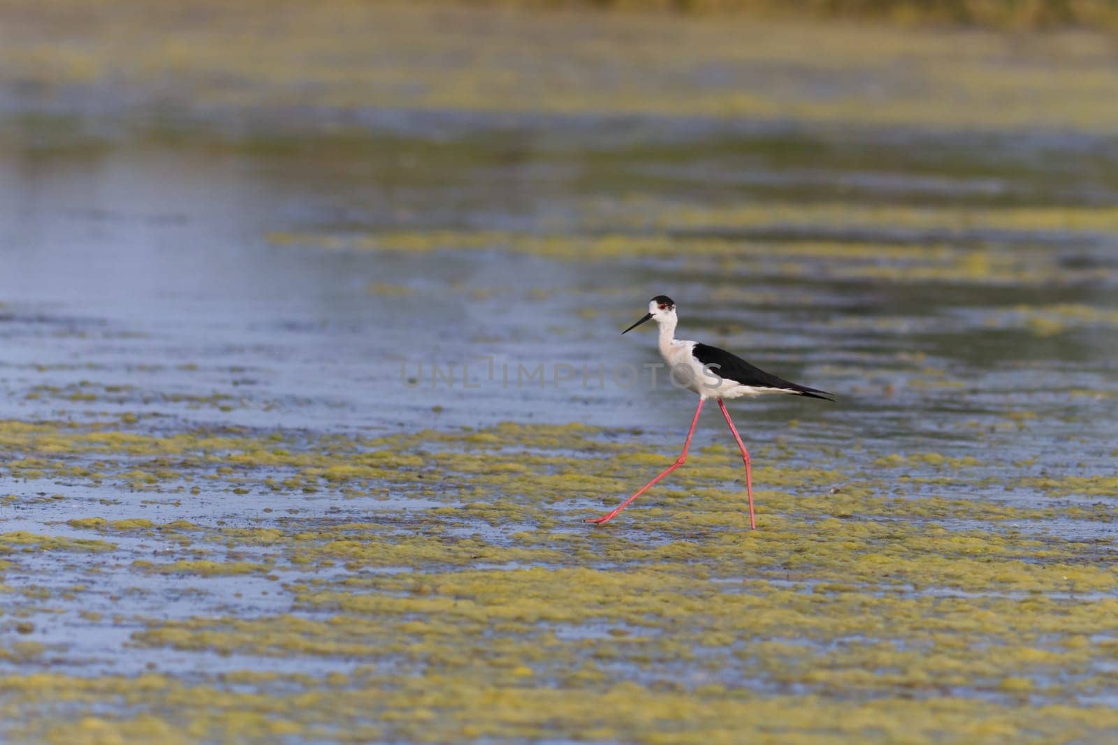 black winged stilt (Himantopus himantopus) in Danube Delta, Romania