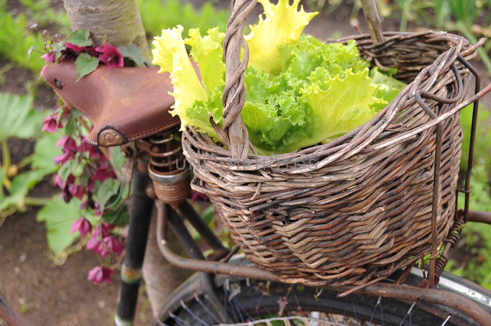 fresh,green salad